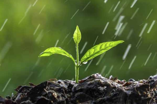 la parabola del seminatore