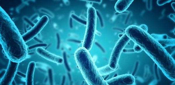 Batterio della lebbra